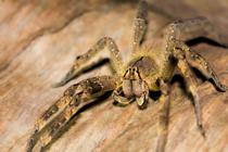 <p> A venomous brazilian wandering spider </i>Phoneutria<i> next to our water hole. It probably  can\'t  kill an adult human, but can certainly do major harm. </p>